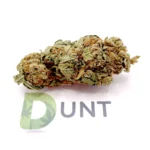 Dutch Haze