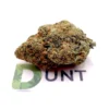 Kush Mintz