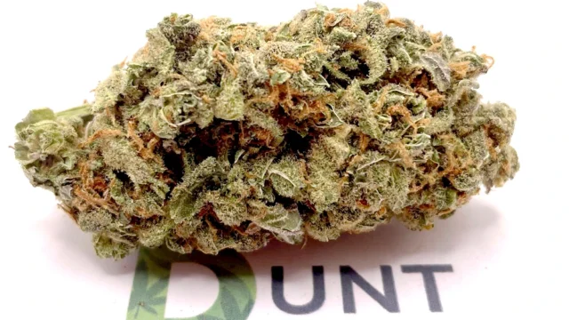 G13 Haze Cannabis