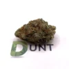 Northern Lights