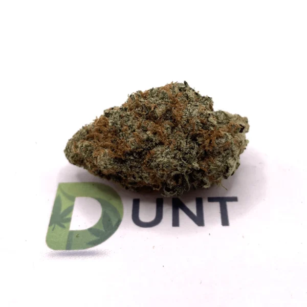 Northern Lights