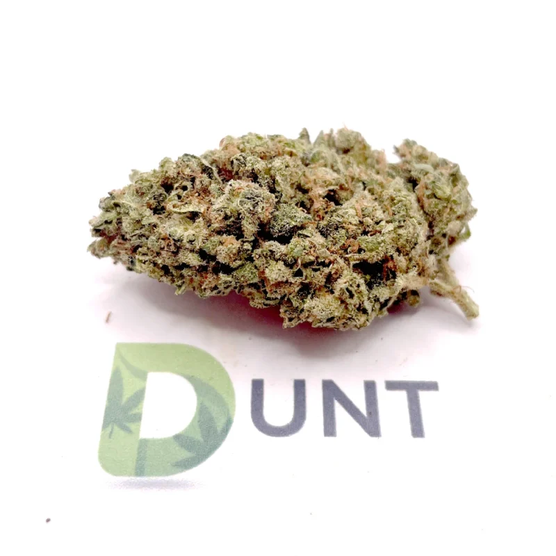 Oreoz Cannabis-Blüten mit Keks-Schokoladen- und Gassy-Aroma